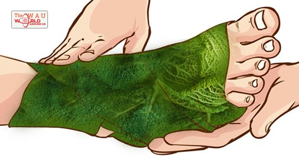 wrapping your feet in cabbage for gout