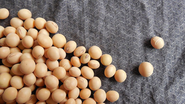 soybeans and gout