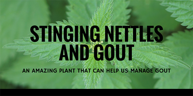 stinging nettles and gout