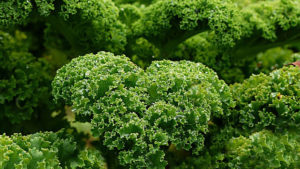 kale and gout