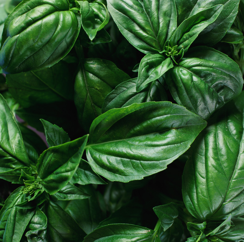 Gout and Basil – Is Basil Good for Gout?
