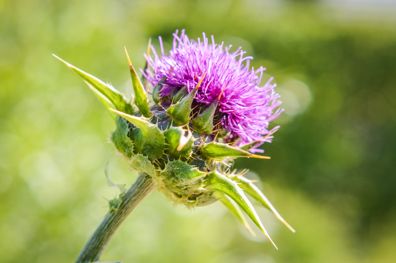 Milk Thistle and Gout