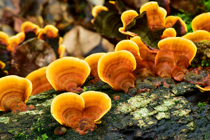 Reishi mushrooms
