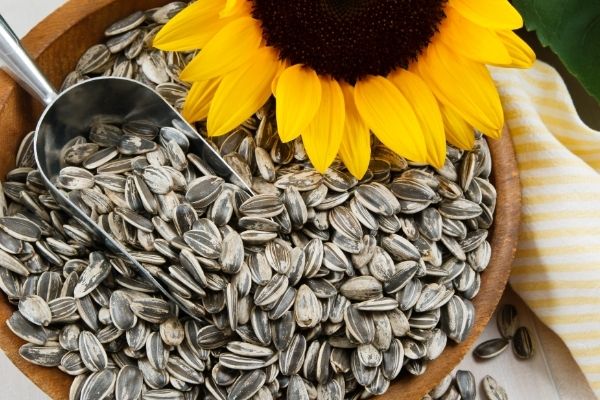sunflower seeds and gout