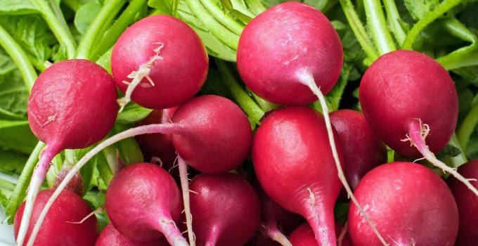Gout and Radishes – 3 Potential Benefits of Radishes for Gout